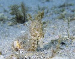 Holding On
Little Seahorse holding on a shell under the ... by Mark Sagovac 